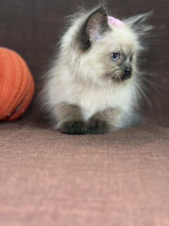 Seal Ragdoll photo 4