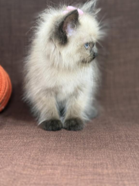 Seal Ragdoll photo 7