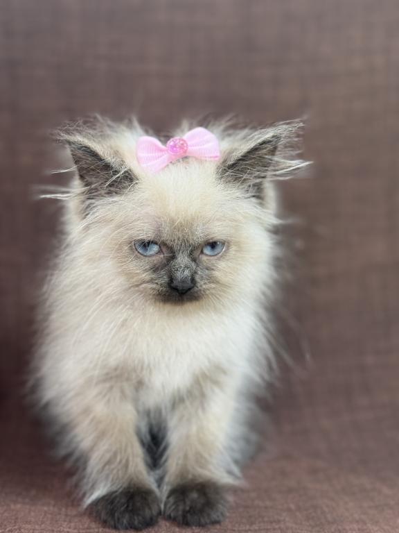 Seal Ragdoll photo 18