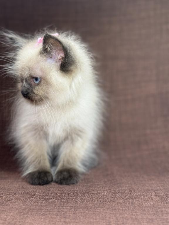 Seal Ragdoll photo 10