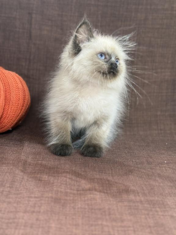 Seal Ragdoll photo 14