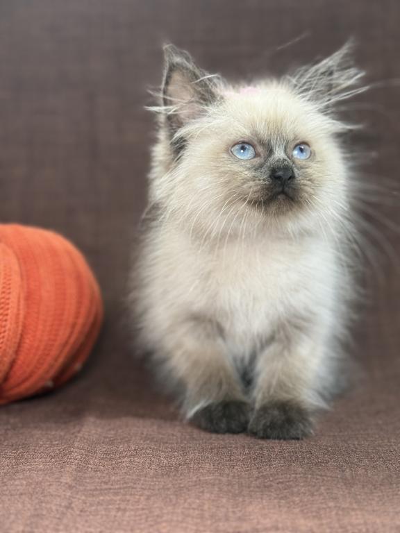 Seal Ragdoll photo 22