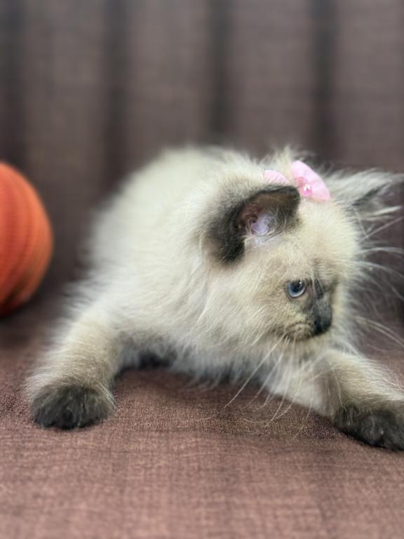 Seal Ragdoll photo 13