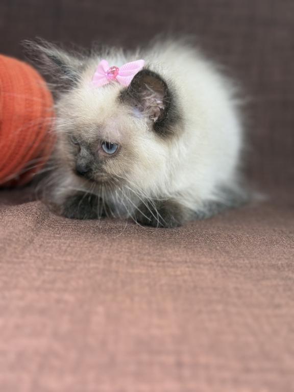 Seal Ragdoll photo 8