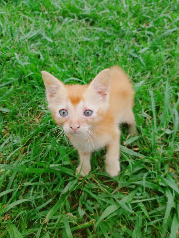 Ginger Tabby Kitten photo 3