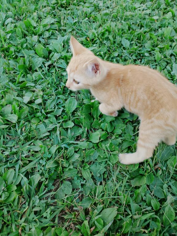 Ginger Tabby Kitten photo 2