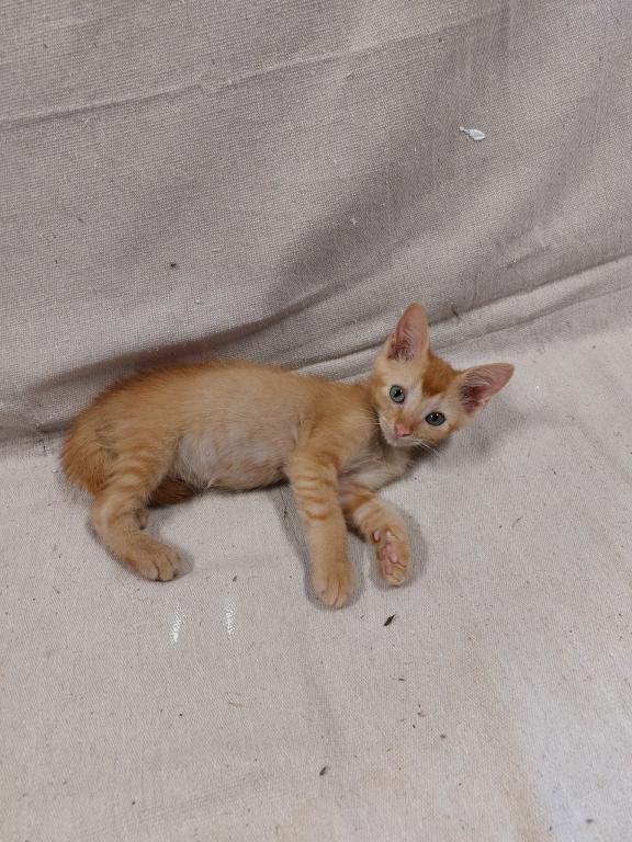Ginger Tabby Kitten