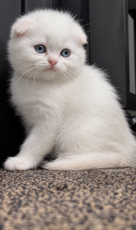 Folded Whitey photo 3