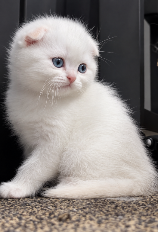 Folded Whitey