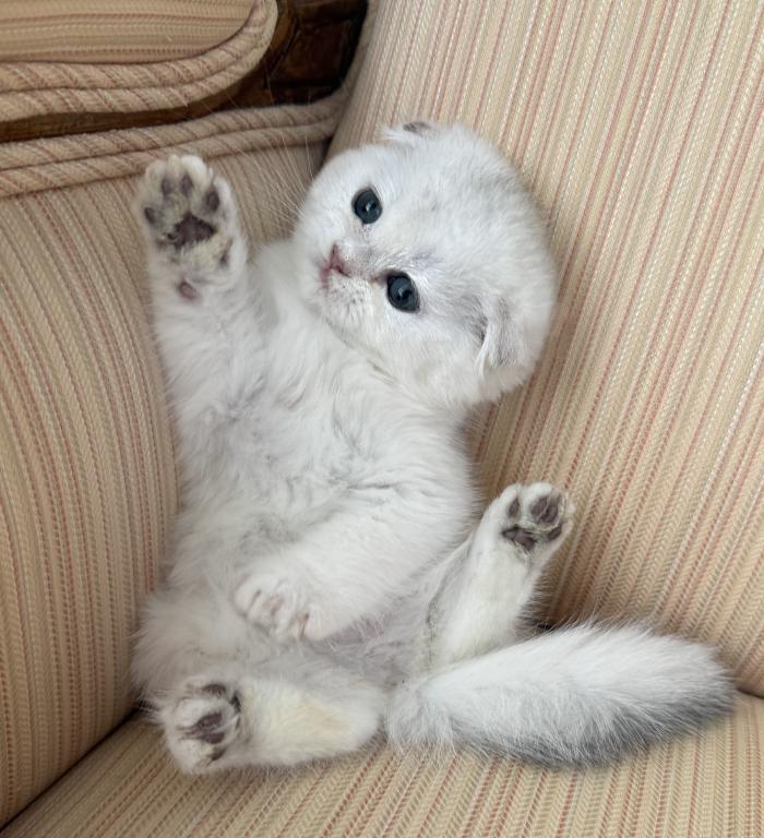 Scottish Fold Silver Chinchilla Male photo 2