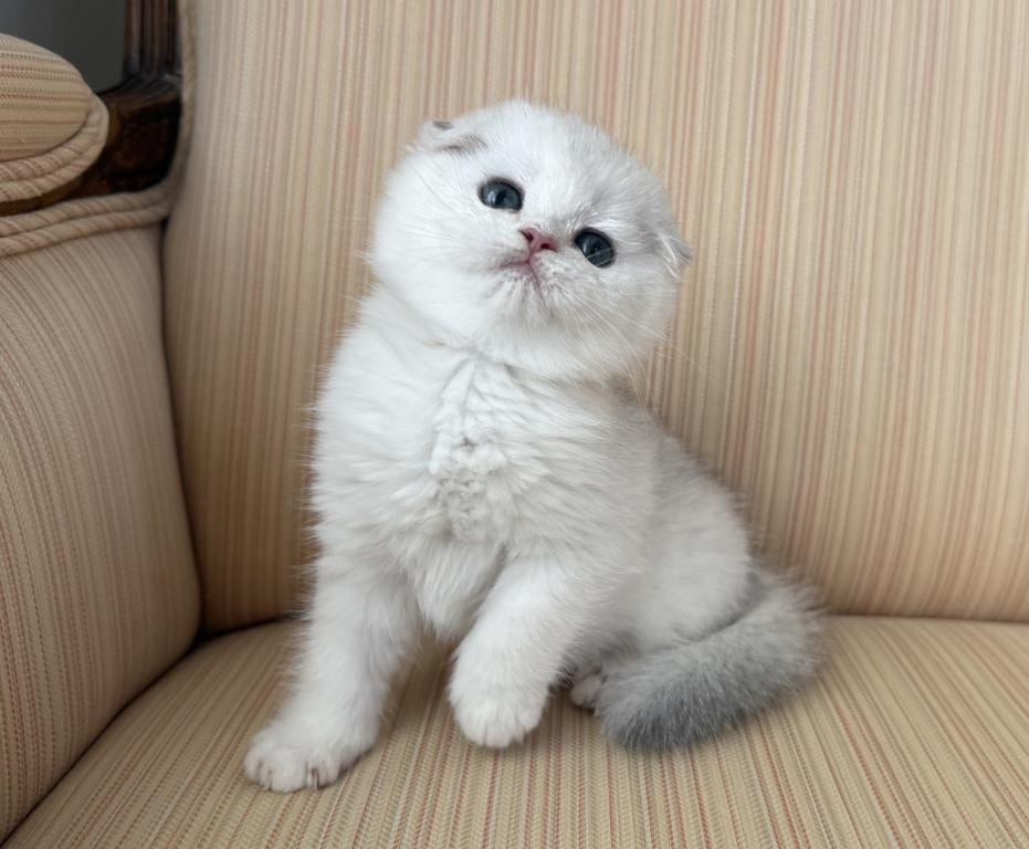 Scottish Fold Silver Chinchilla Male photo 1
