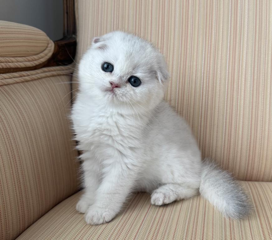 Scottish Fold Silver Chinchilla Male photo 4