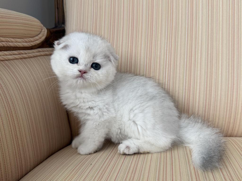 Scottish Fold Silver Chinchilla Male photo 3