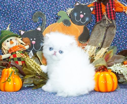 Rare Show Quality Blue Eyed White Persians photo 4