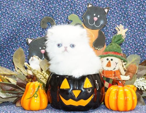 Rare Show Quality Blue Eyed White Persians photo 5