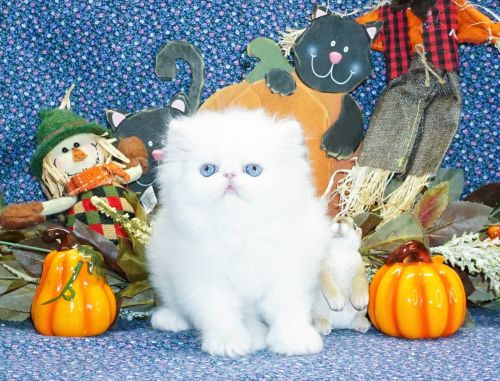 Rare Show Quality Blue Eyed White Persians photo 2