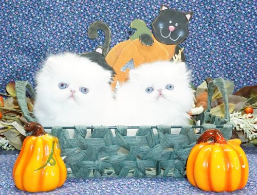 Rare Show Quality Blue Eyed White Persians photo 1