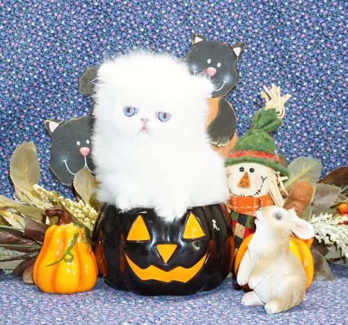 Rare Show Quality Blue Eyed White Persians photo 3