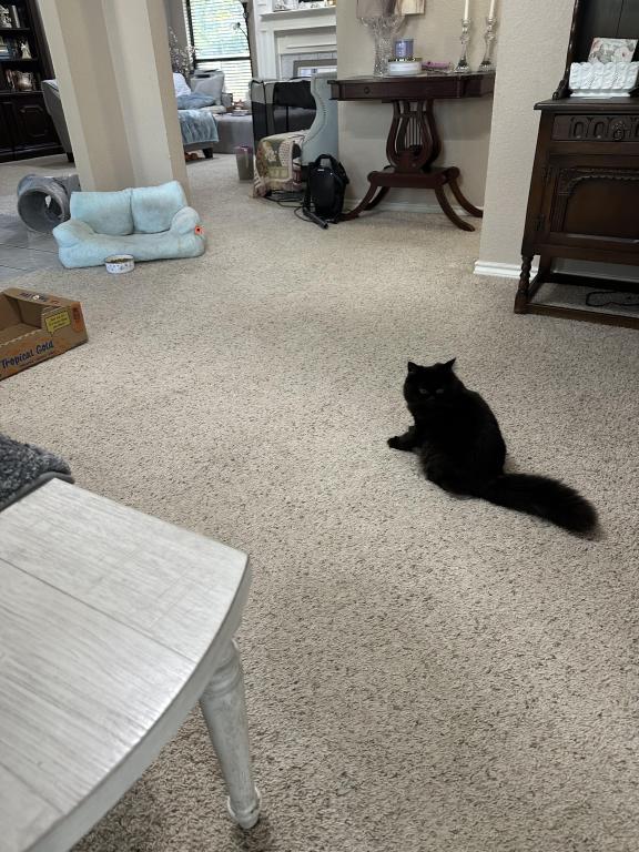Miss Millie photo 4