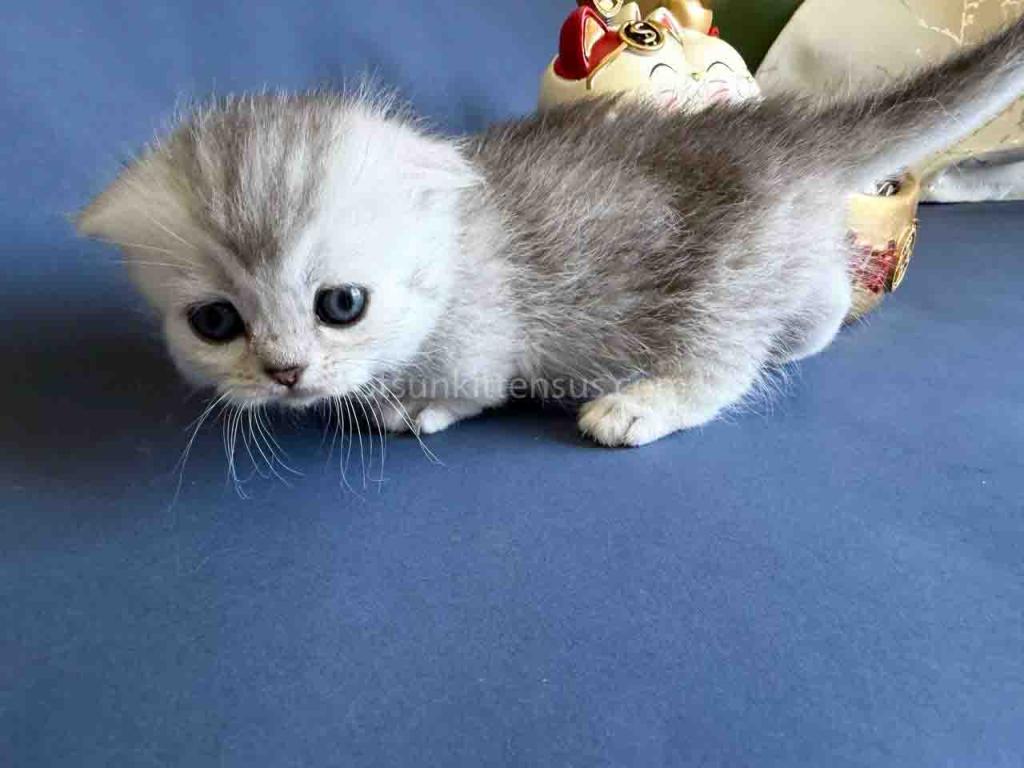 Evangeline Mini Munchkin Fold Girl Short Legs photo 6