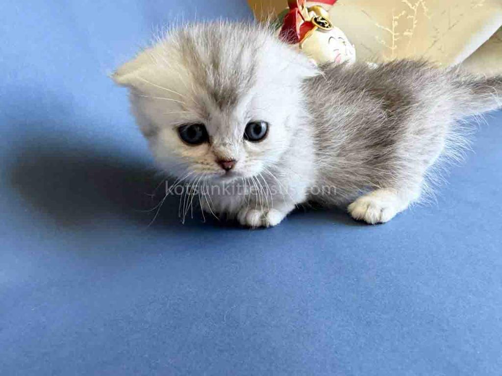 Evangeline Mini Munchkin Fold Girl Short Legs photo 5