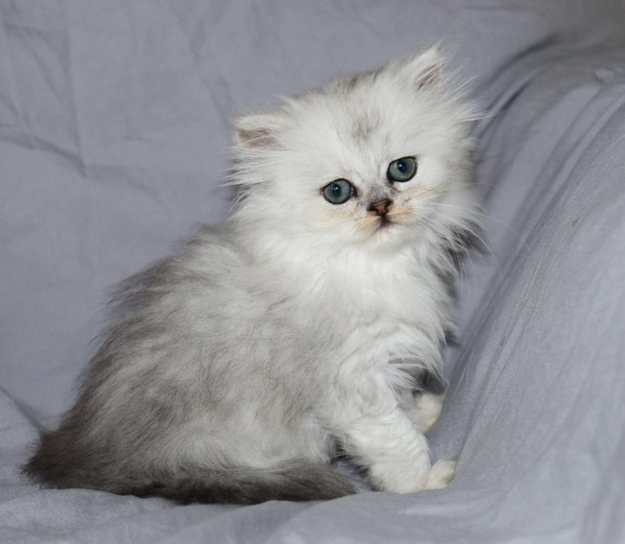 Lily photo 1