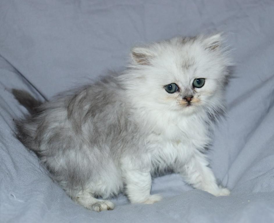 Lily photo 3
