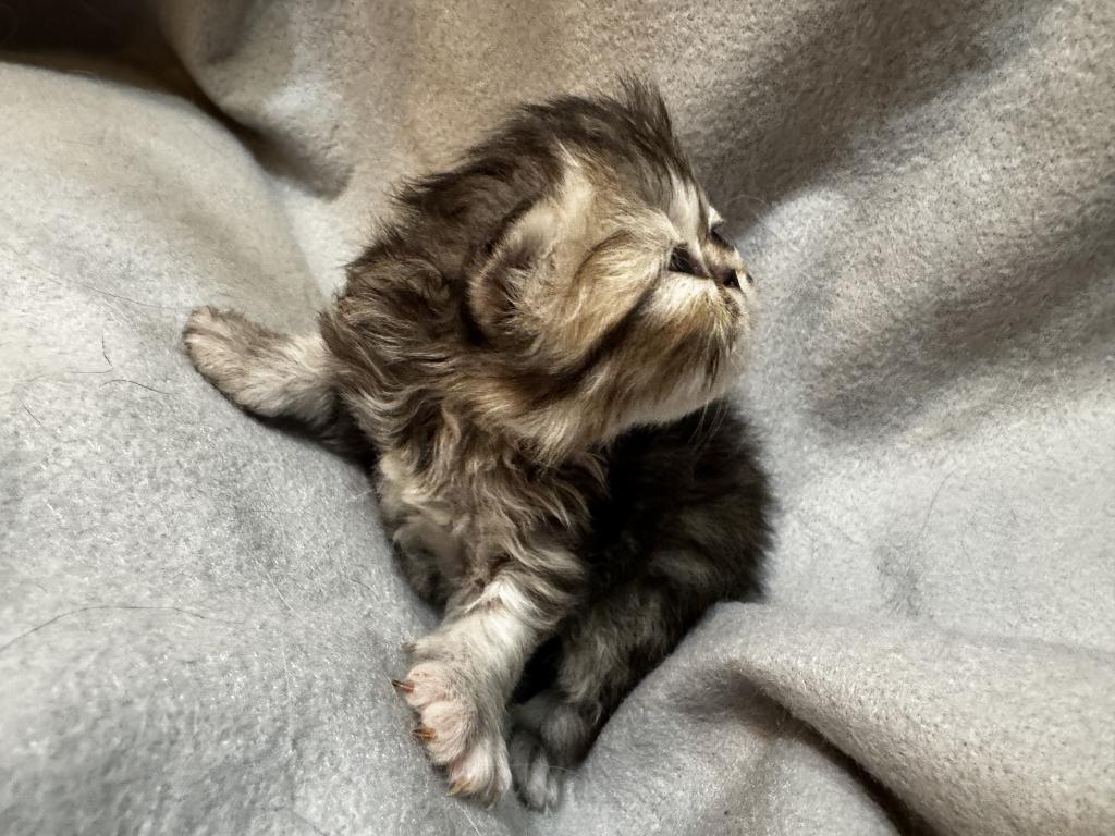 PO28 Tortie photo 2