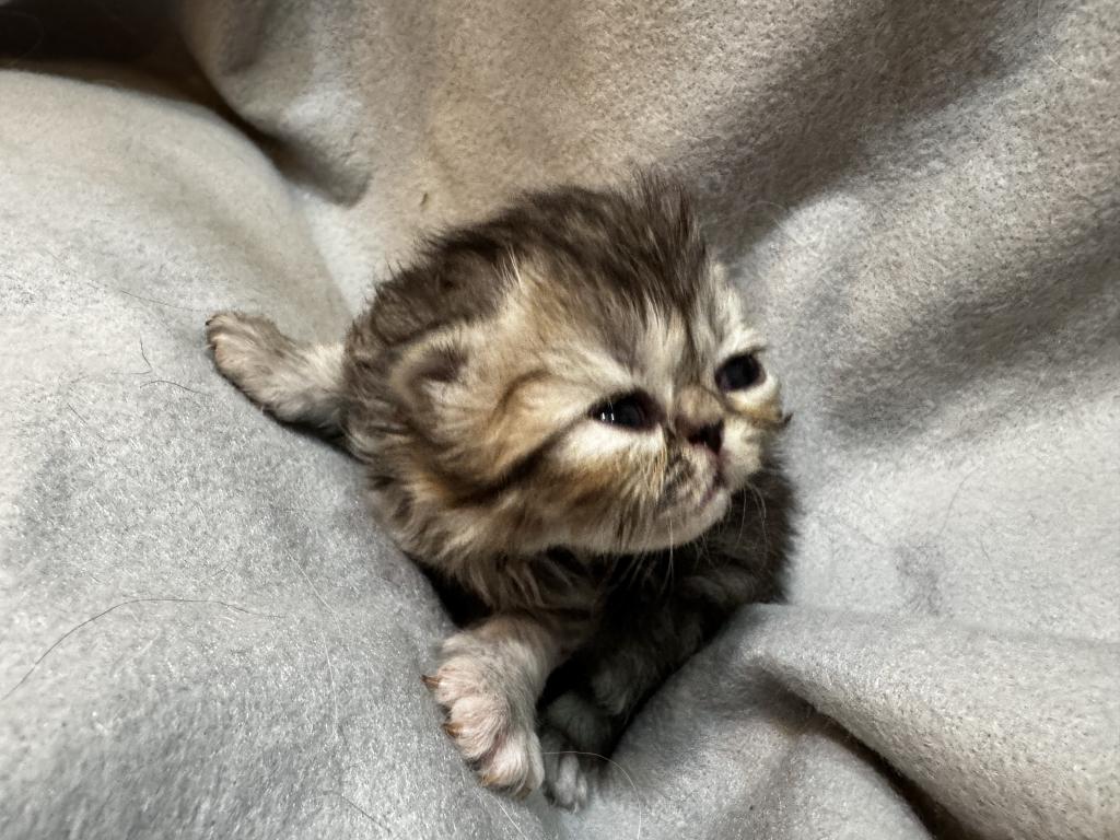 PO28 Tortie photo 3