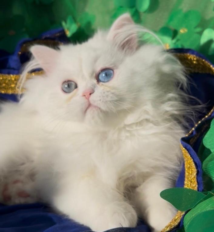 Beautiful Persian Dollface All White Male Availa photo 1