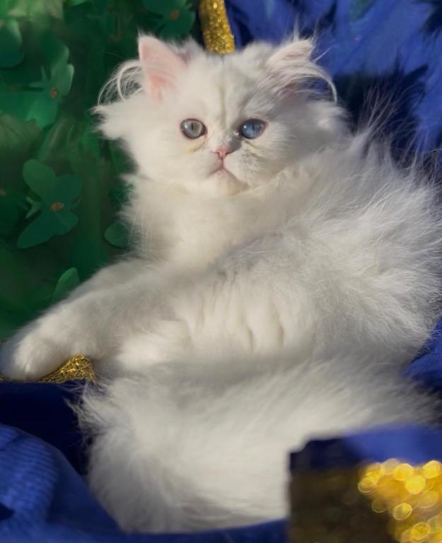 Beautiful Persian Dollface All White Male Availa photo 5