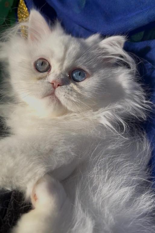 Beautiful Persian Dollface All White Male Availa photo 4
