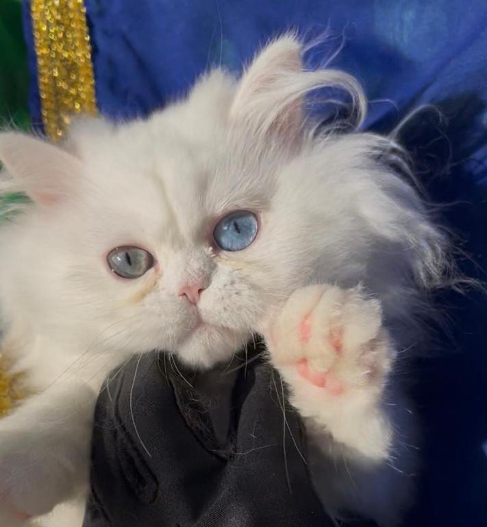 Beautiful Persian Dollface All White Male Availa photo 3