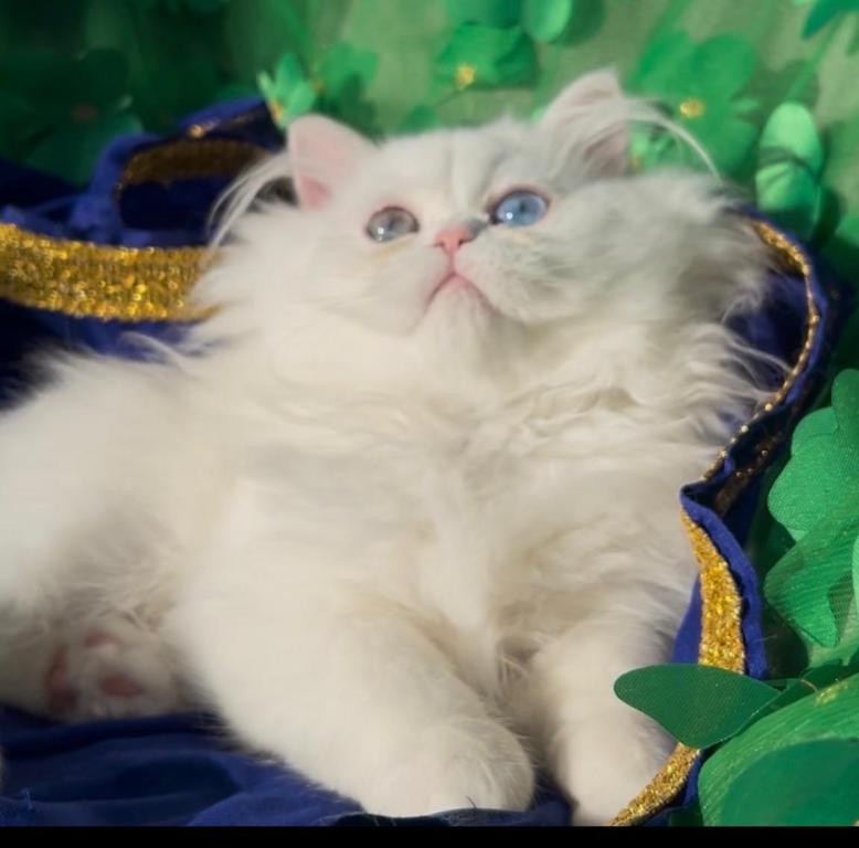 Beautiful Persian Dollface All White Male Availa photo 2