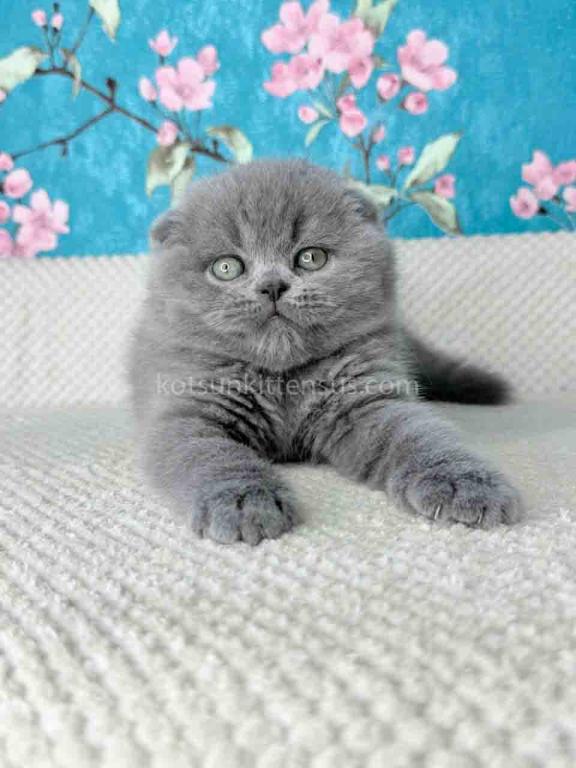 Kevin Scottish Fold Plushy Teddy Bear Blue Color photo 7