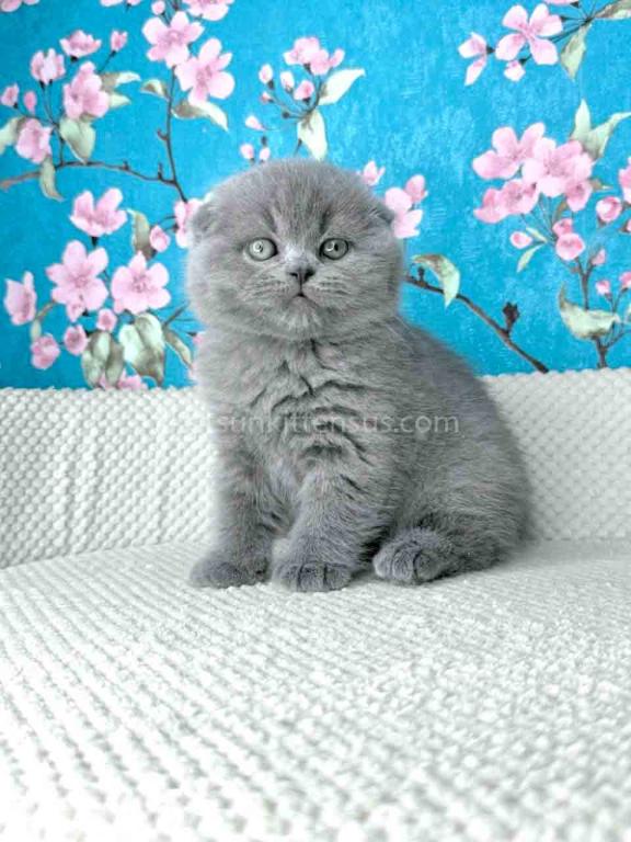 Kevin Scottish Fold Plushy Teddy Bear Blue Color photo 10