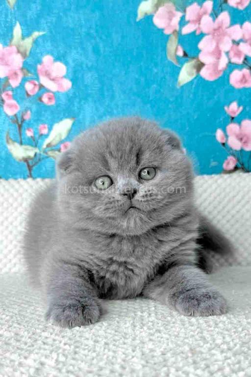 Kevin Scottish Fold Plushy Teddy Bear Blue Color photo 4