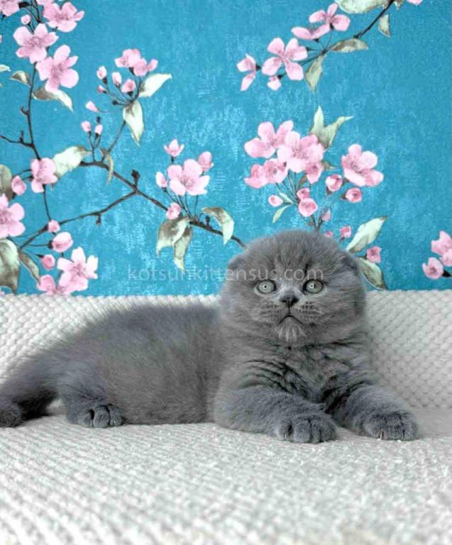 Kevin Scottish Fold Plushy Teddy Bear Blue Color photo 19