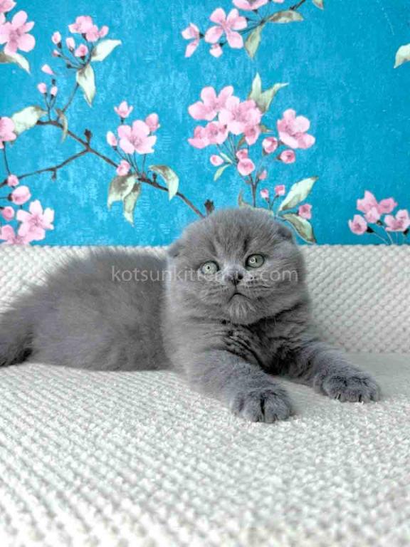 Kevin Scottish Fold Plushy Teddy Bear Blue Color photo 9
