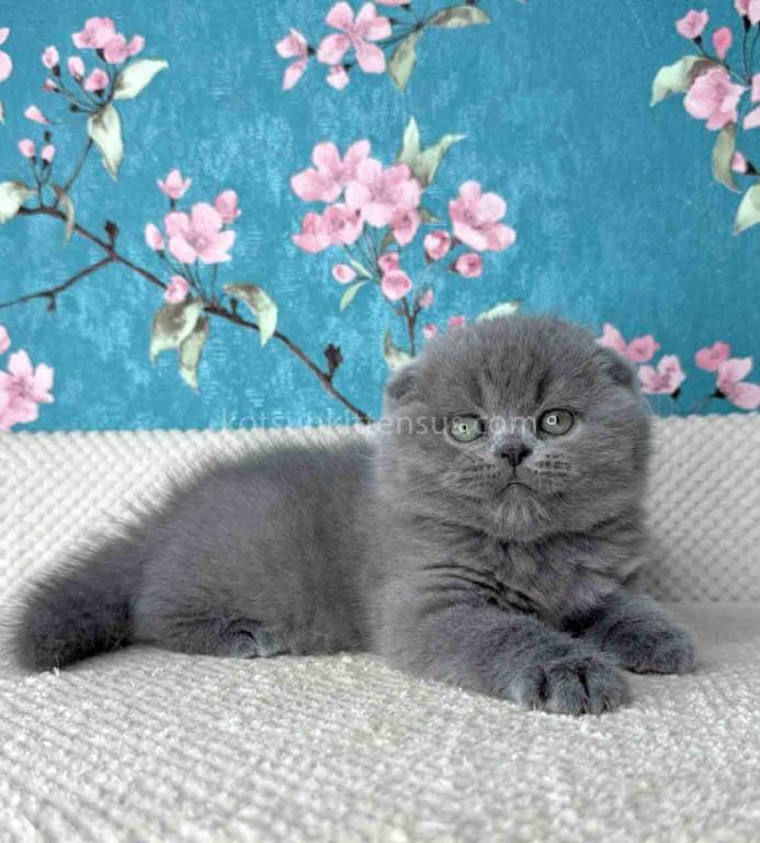 Kevin Scottish Fold Plushy Teddy Bear Blue Color photo 12