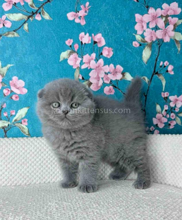 Kevin Scottish Fold Plushy Teddy Bear Blue Color photo 13