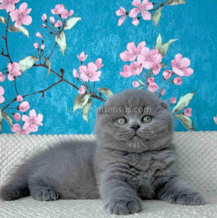 Kevin Scottish Fold Plushy Teddy Bear Blue Color photo 21