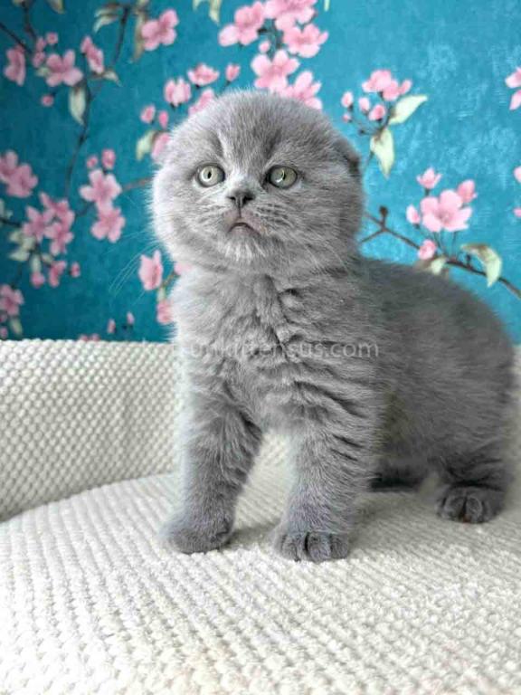 Kevin Scottish Fold Plushy Teddy Bear Blue Color photo 20