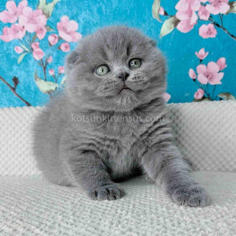 Kevin Scottish Fold Plushy Teddy Bear Blue Color photo 3