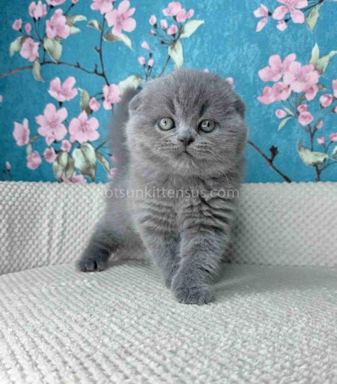 Kevin Scottish Fold Plushy Teddy Bear Blue Color photo 11