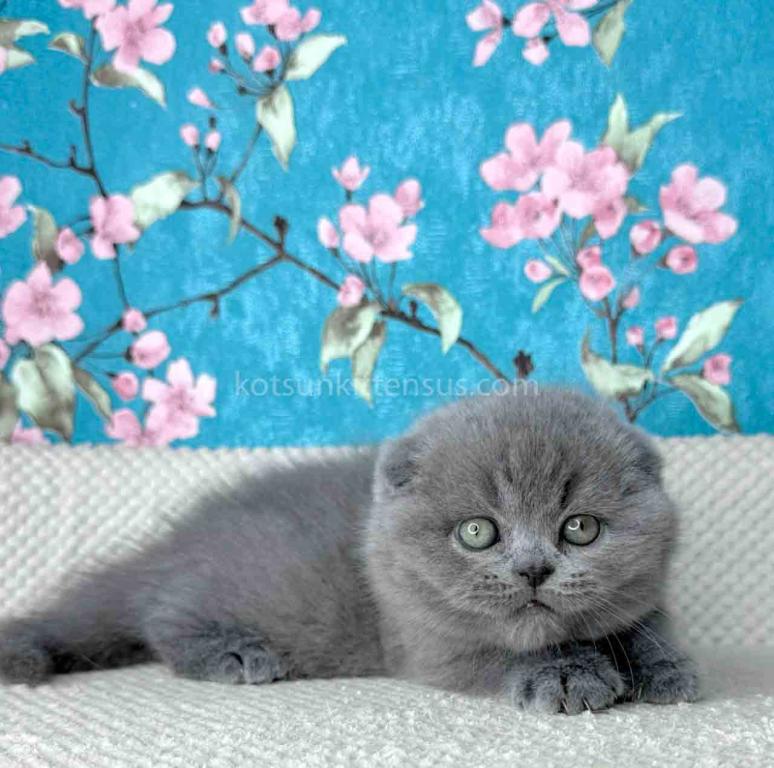 Kevin Scottish Fold Plushy Teddy Bear Blue Color photo 17