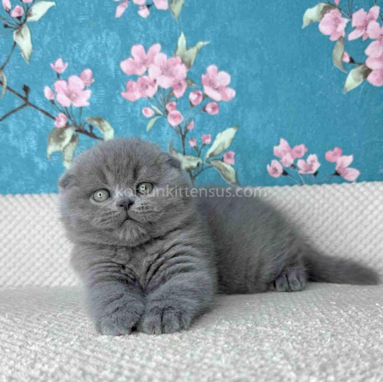 Kevin Scottish Fold Plushy Teddy Bear Blue Color photo 6