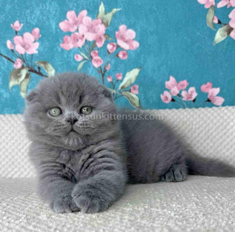 Kevin Scottish Fold Plushy Teddy Bear Blue Color photo 8