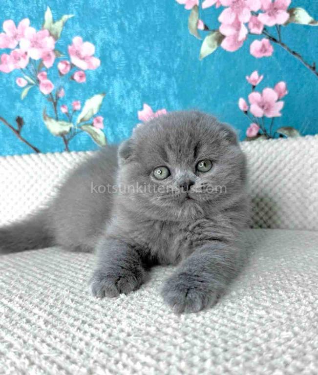 Kevin Scottish Fold Plushy Teddy Bear Blue Color photo 1