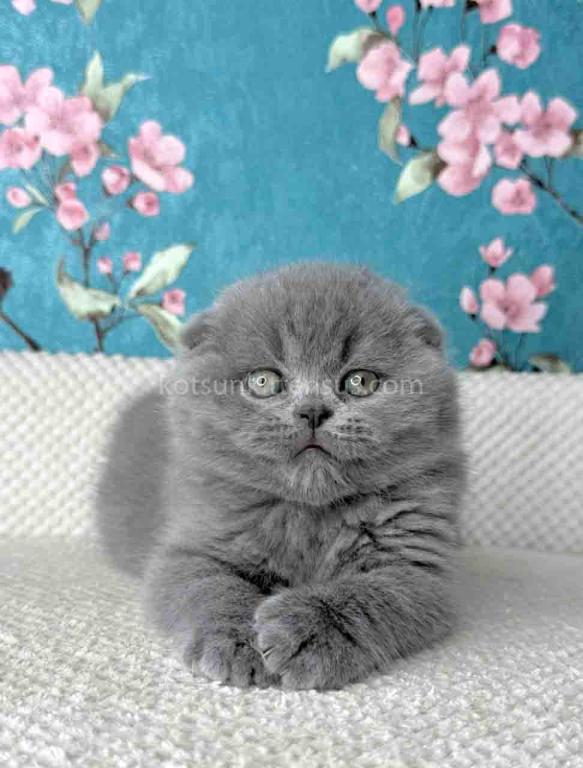 Kevin Scottish Fold Plushy Teddy Bear Blue Color photo 5